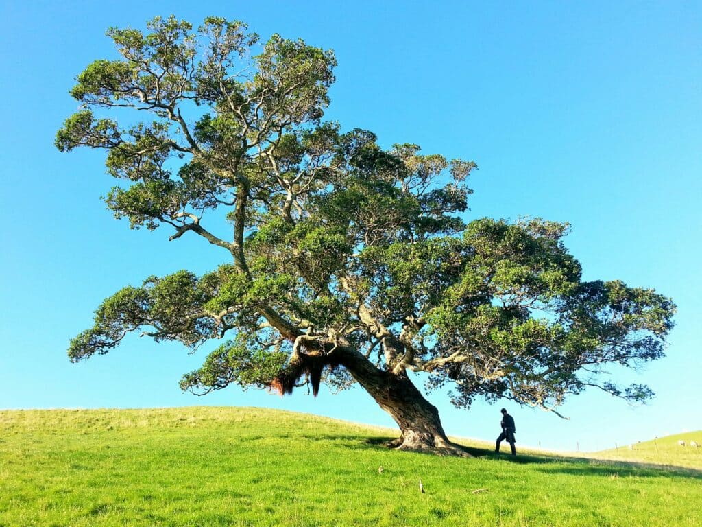 emergency tree relocation