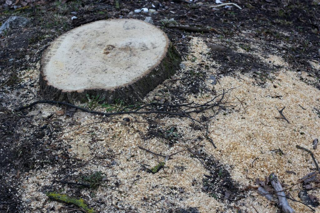 tree stump removal cost