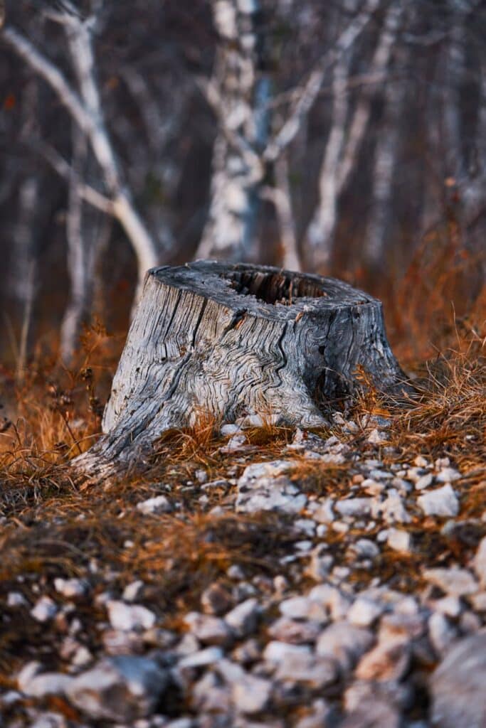 how to grind a stump