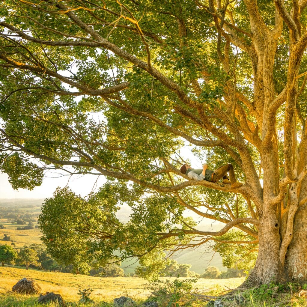 DIAGNOSING TREE DISEASES